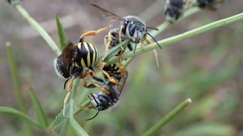 Réf. 209 608 : Trachusa interrupta
